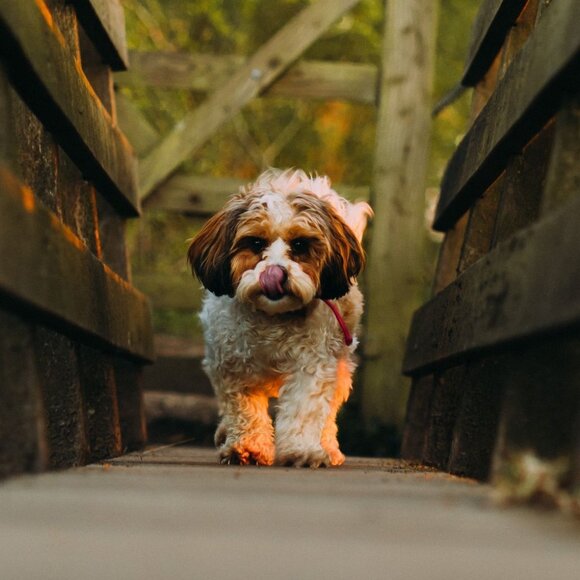 Meet your Posher, Linh - Picture 1 of 1